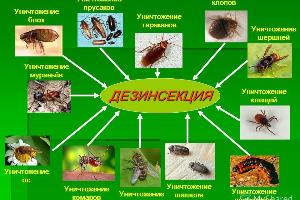 Продажа средства от тараканов клопов муравьев грызунов Город Усть-Илимск